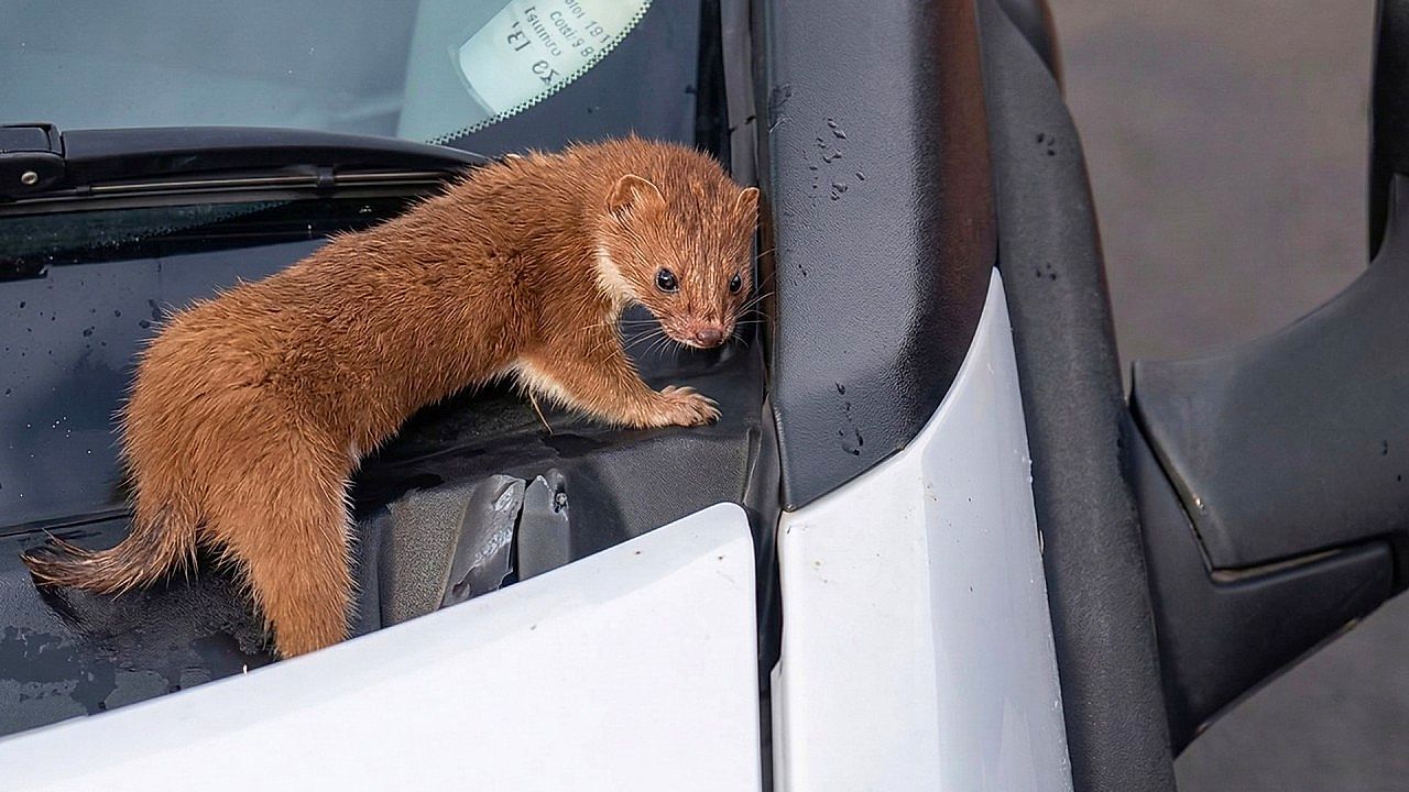 Video: Ungebetener Mitfahrer: Baummarder krabbelt plötzlich auf Windschutzscheibe herum