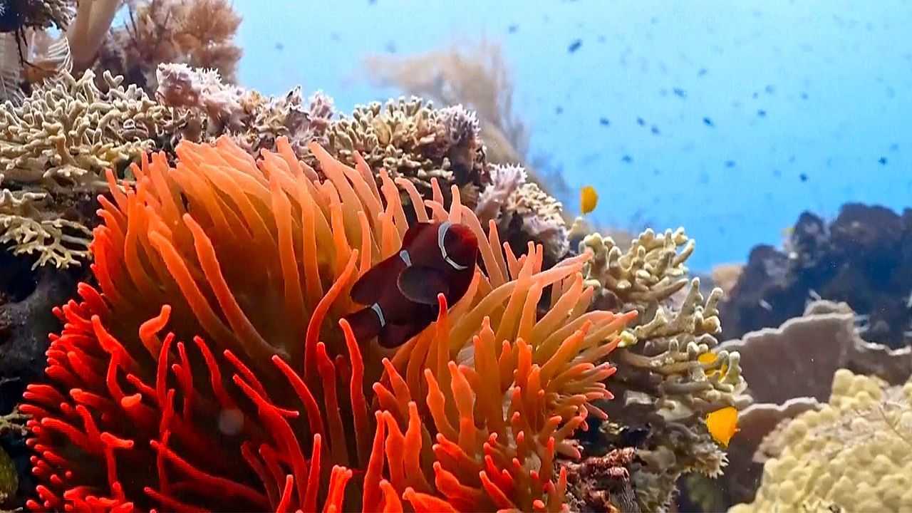 Video: Raja Ampat in Gefahr: Paradies durch E-Auto-Batterien bedroht