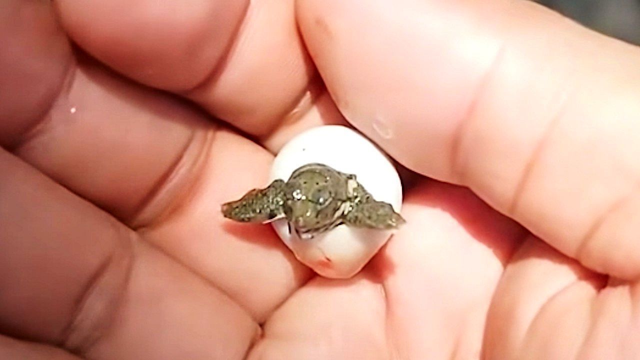 Video: Tiny turtle hatchling emerges in gentle hand-held moment