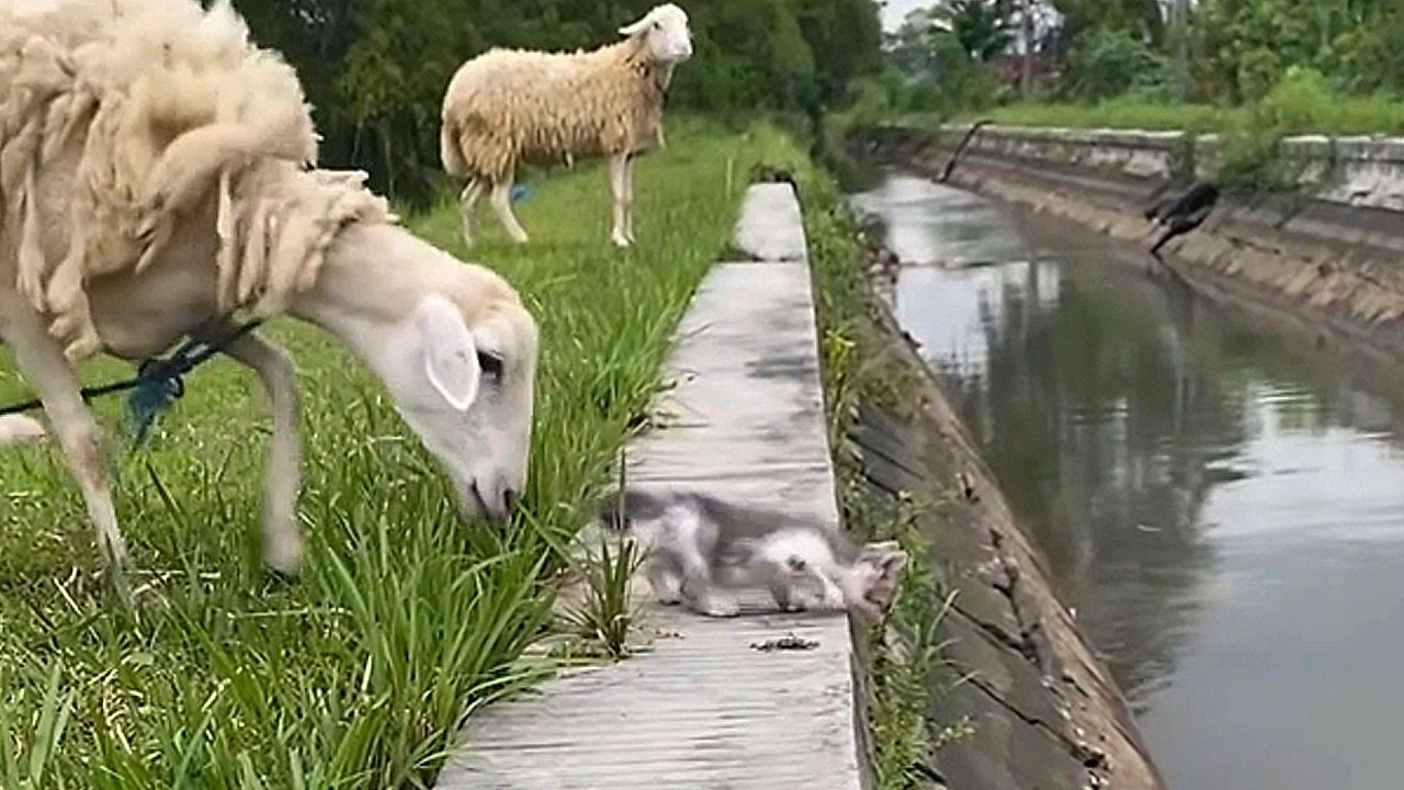 Video: Sheep headbutts kitten off wall in river-side mishap