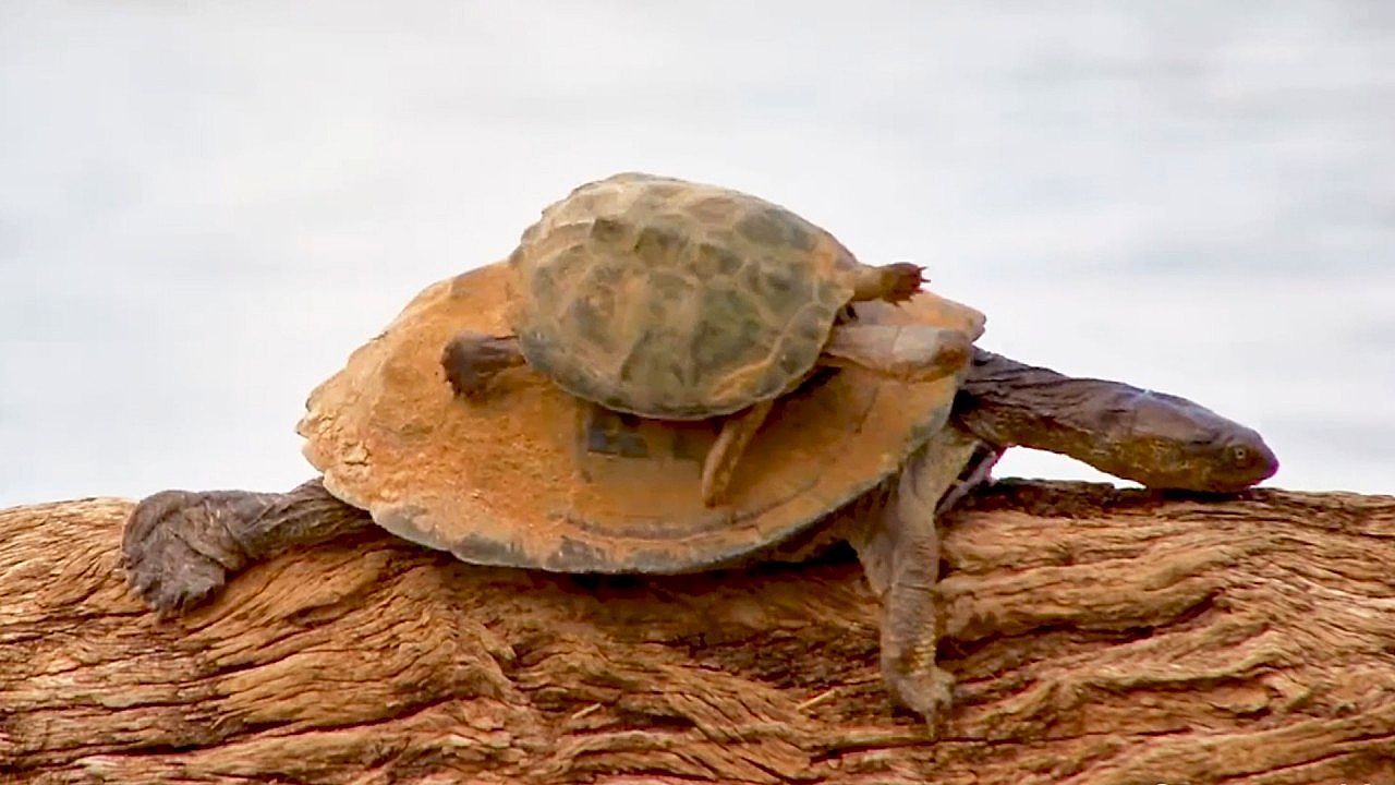 Video: Per Anhalter unterwegs: Große Schildkröte schleudert kleine Artgenossin ins Wasser