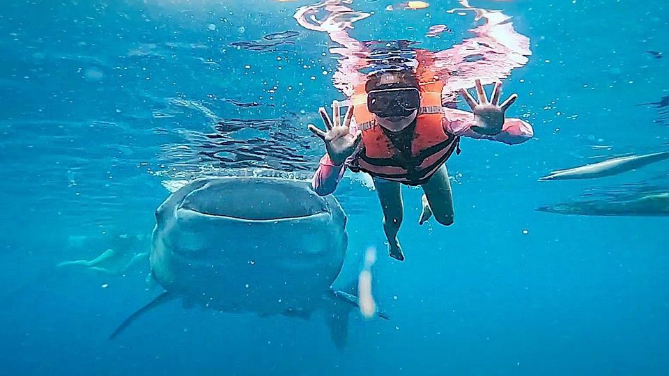 Unerwartete Begegnung unter Wasser: Walhai rammt Schnorchlerin von hinten