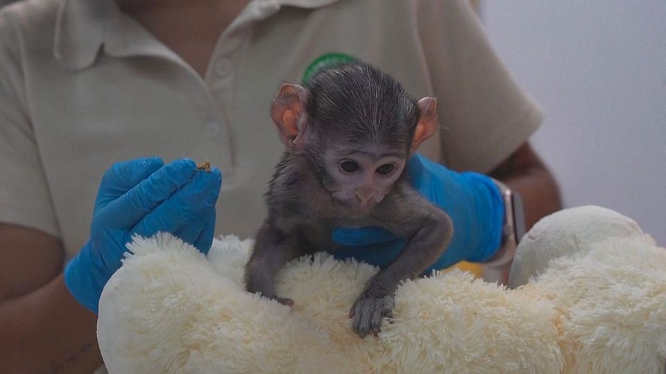Verstoßen und doch geborgen: Affenbaby Yuji wächst im Zoo mit Plüschtier auf