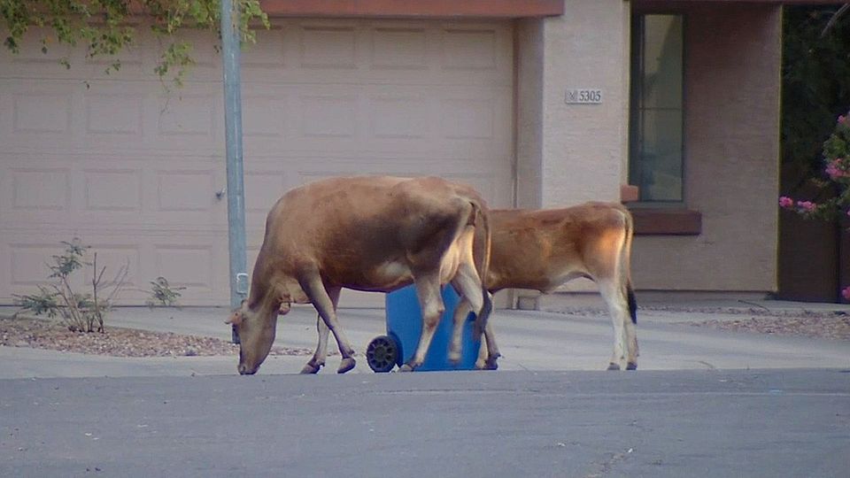 Ungewöhnlicher Einsatz: Polizei fängt zwei entlaufene Kühe in Wohnviertel ein