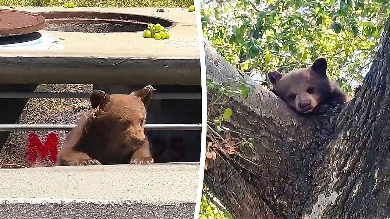 Video: Doppeltes Missgeschick: Bärenkinder stecken auf Baum und im Gully fest
