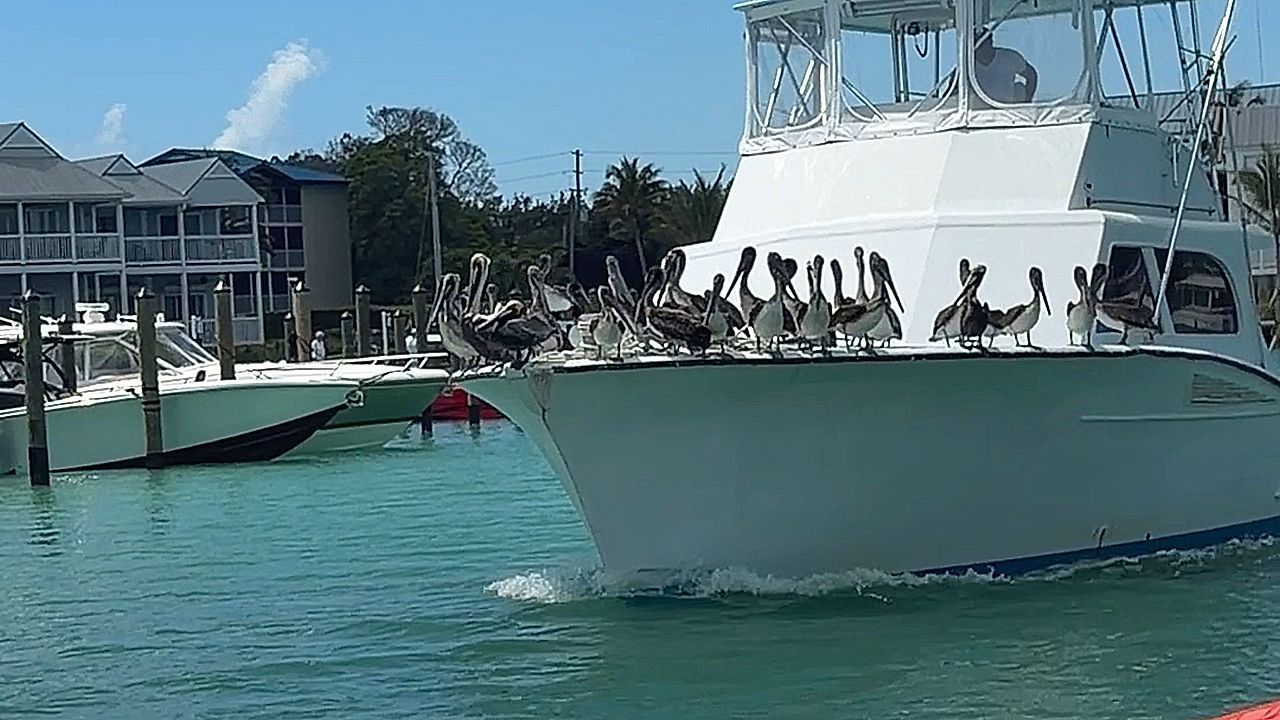Video: Kostenlose Kreuzfahrt: Pelikanschwarm fährt auf Boot mit