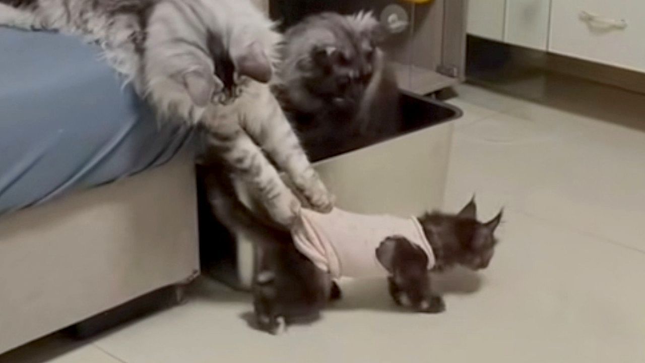 Video: Böses Foul: Maine Coon hält Kätzchen am Hemd fest