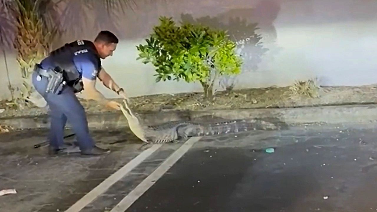 Video: Mit bloßen Händen: Polizisten fangen Alligator auf Parkplatz in Florida ein