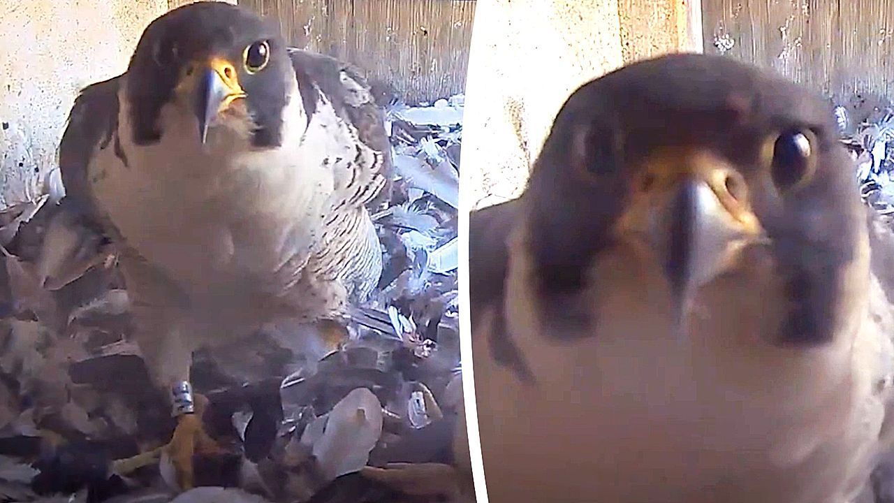 Video: Skurriler Blick: Wanderfalke starrt misstrauisch in Kamera
