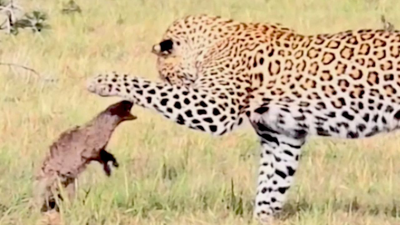 Video: Mungo verteidigt sich tapfer gegen Leoparden – dann kommt völlig unerwartete Hilfe