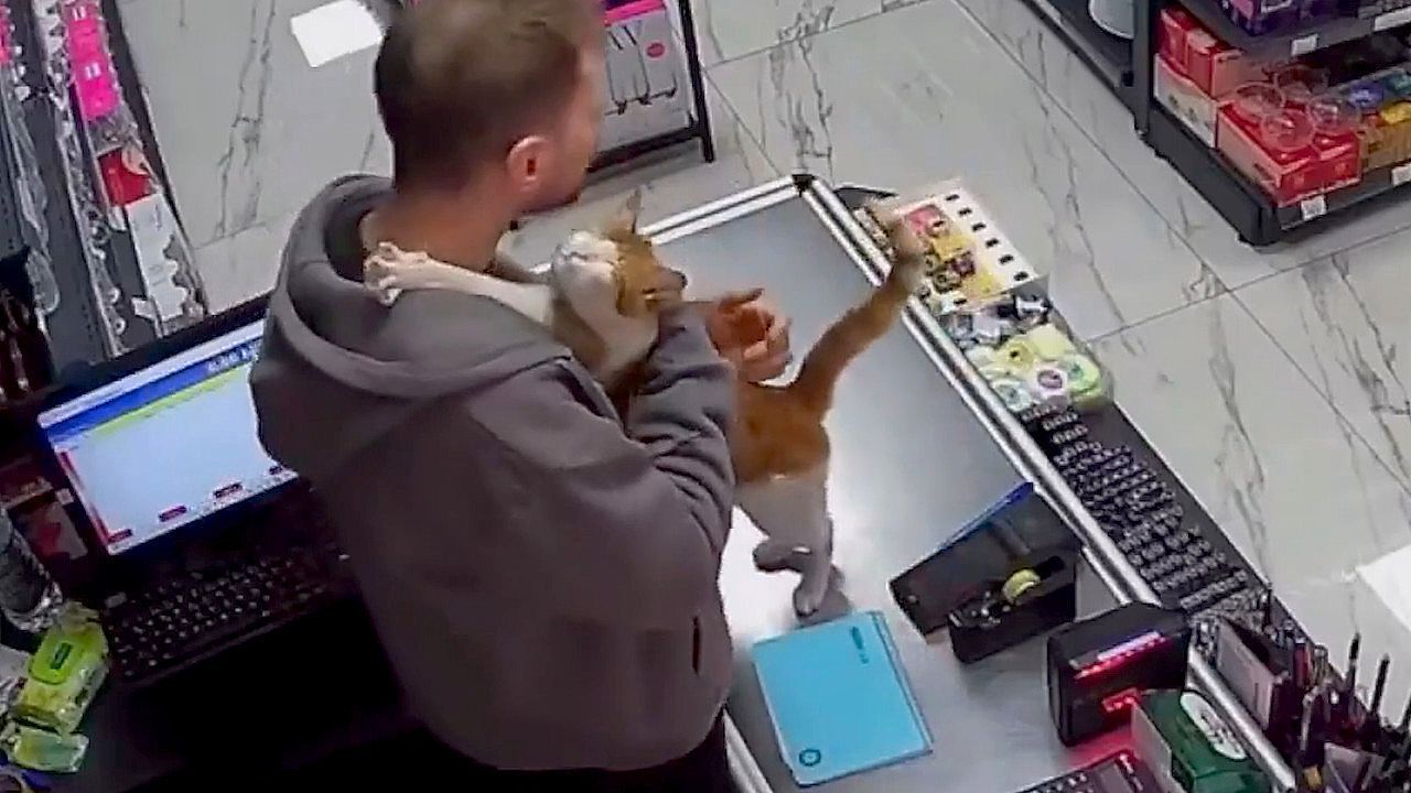 Video: Tägliche Umarmung: Gerettete Katze springt Ladenbesitzer jeden Morgen an den Hals