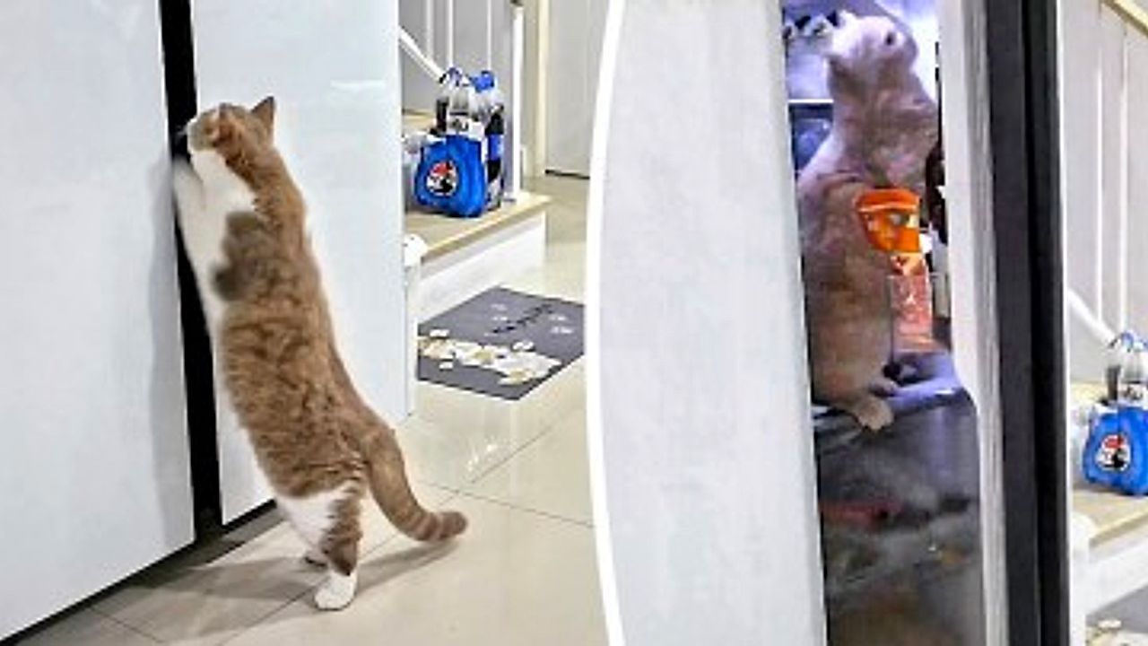 Video: Hero cat pries open fridge door to free trapped feline friend