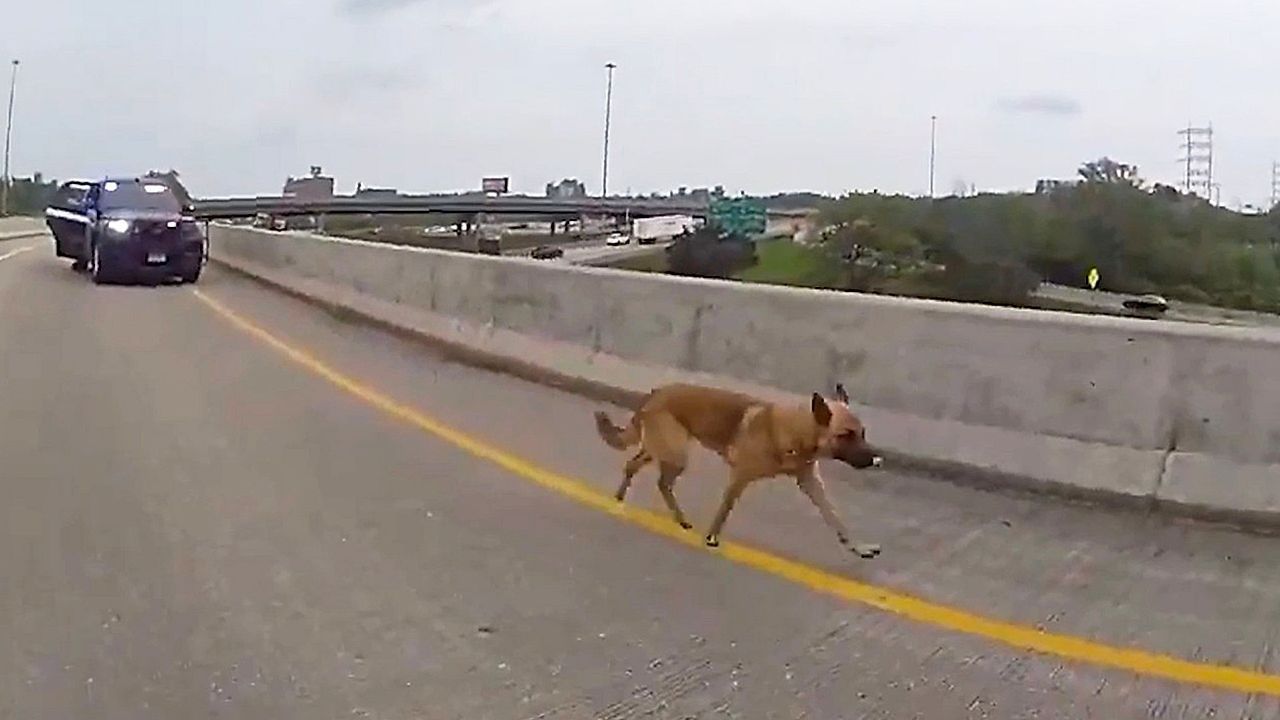 Video: Dog jumps off Wisconsin highway overpass to escape deputies