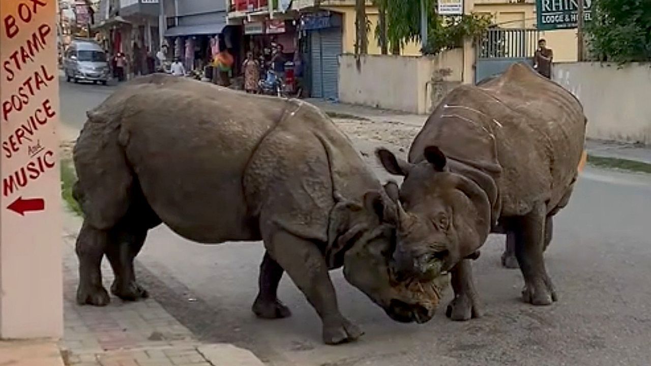 Video: Horn gegen Horn: Zwei Nashörner liefern sich Kampf mitten auf der Straße in Nepal