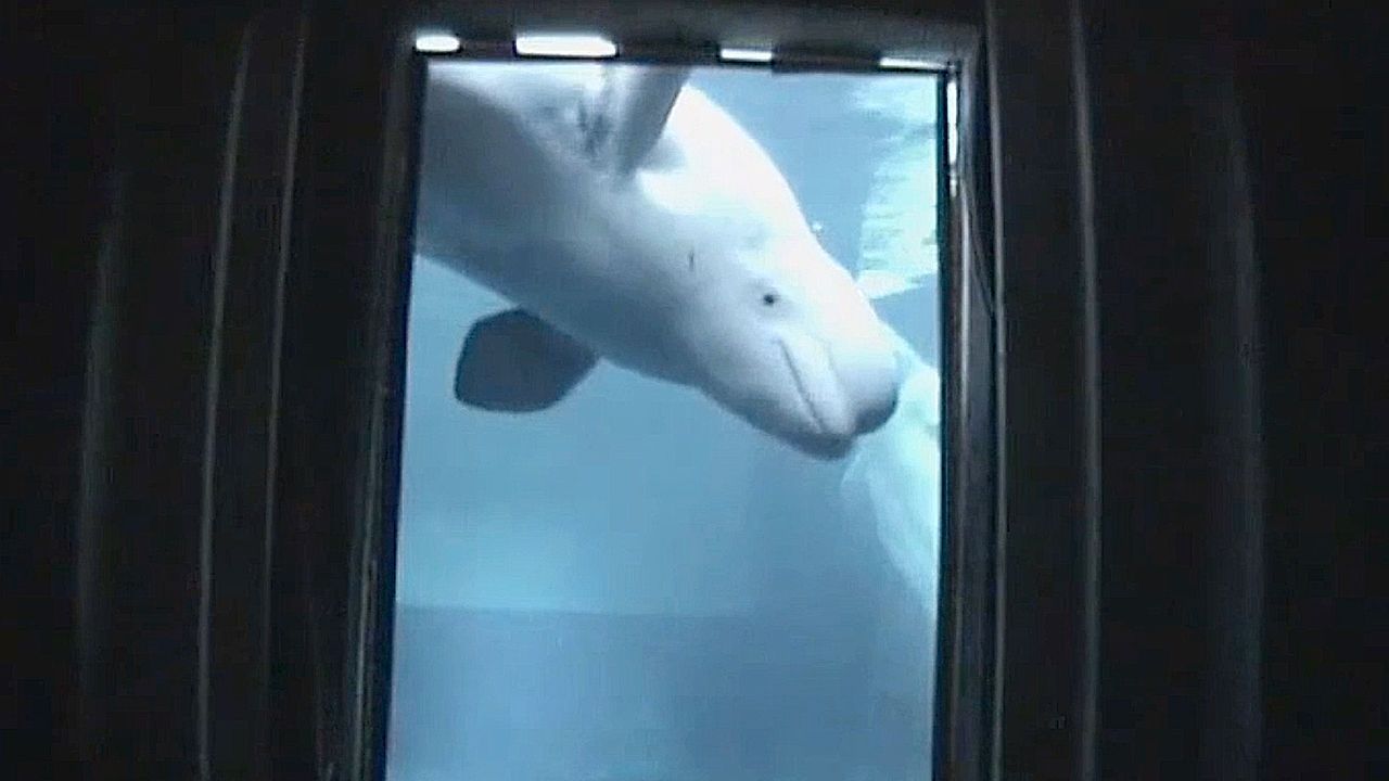 Video: Spieglein, Spieglein: Weißwale erkennen sich wohl selbst