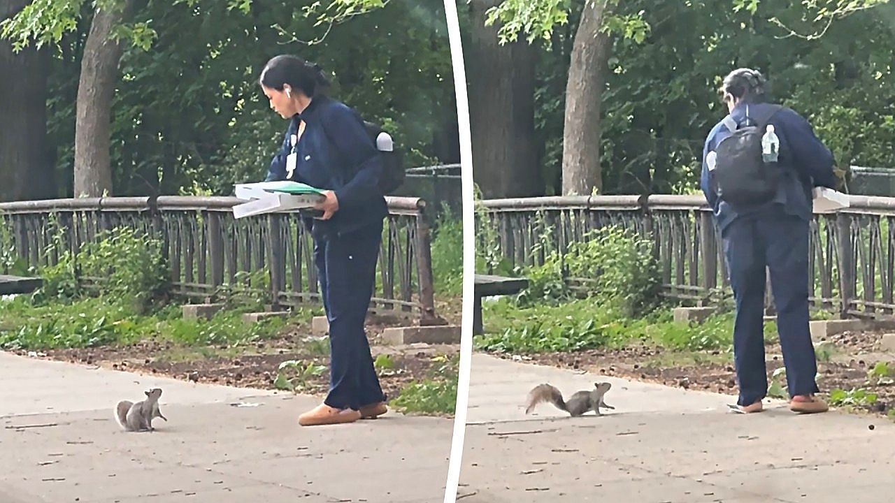 Video: Wegelagerer in New York: Hungriges Eichhörnchen verfolgt Frau mit Pizza