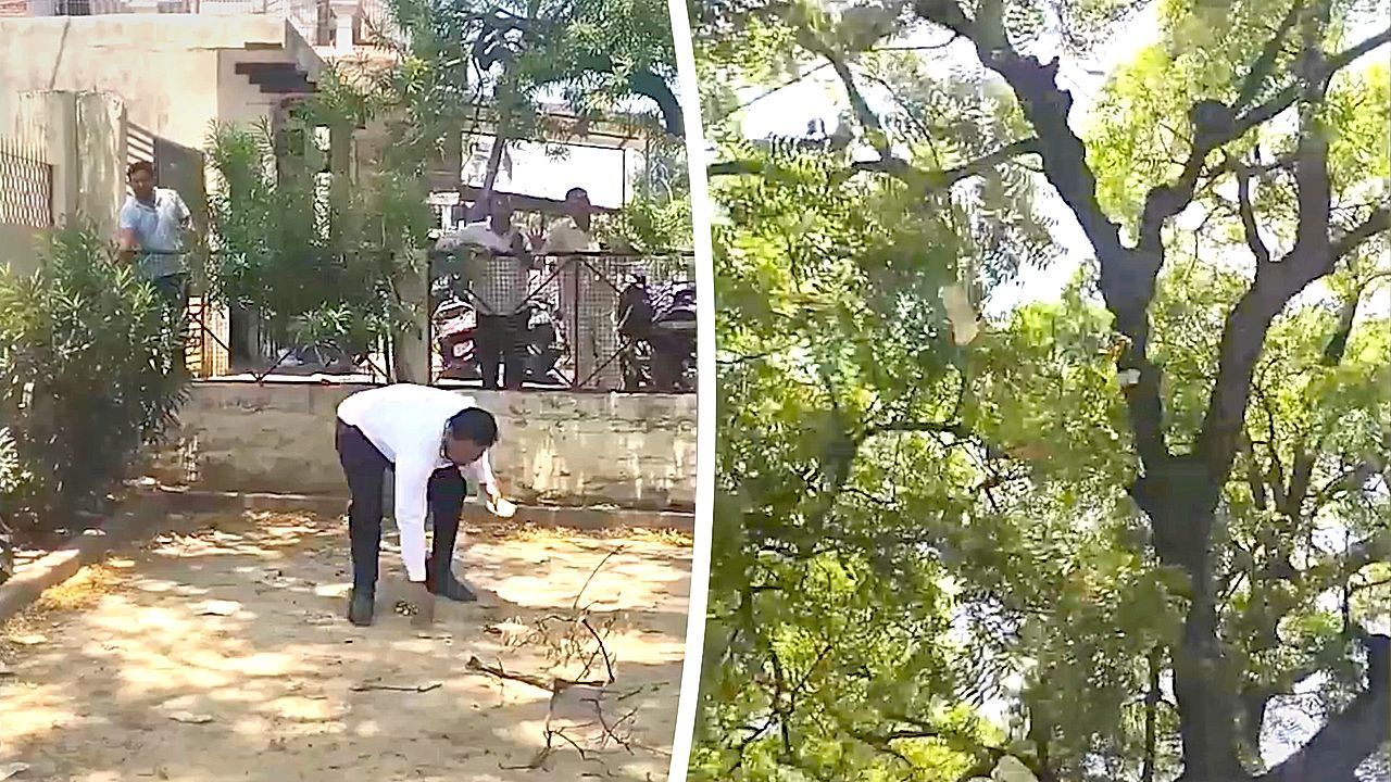 Video: Geldregen von oben: Affe stiehlt Tasche mit 1.800 Euro und wirft Scheine vom Baum