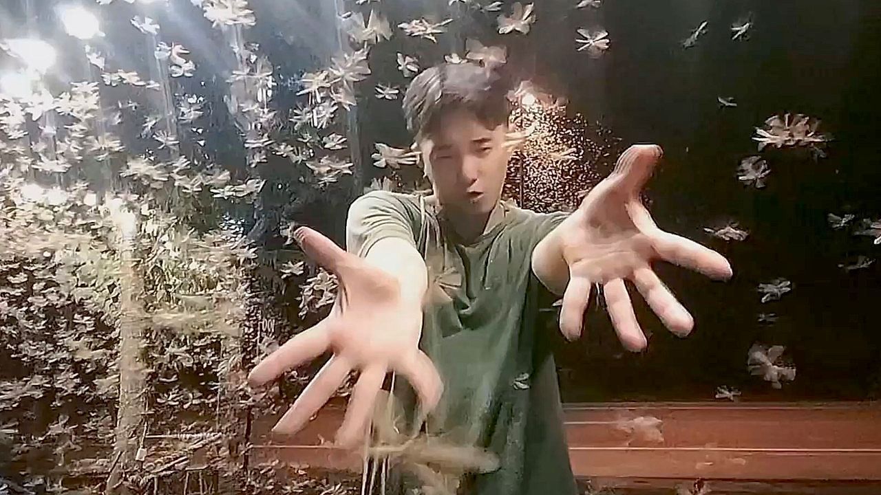 Video: Insekten-Party: Junger Mann tanzt unerschrocken in riesigem Termitenschwarm
