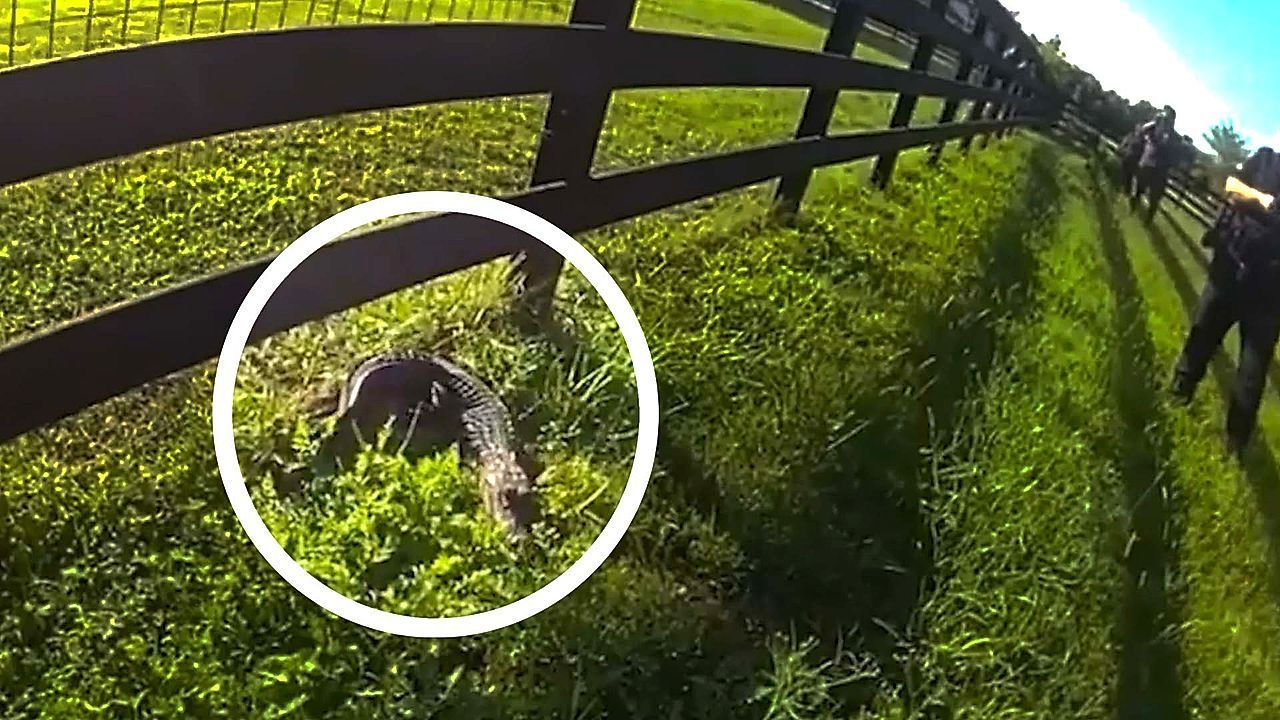 Reptil-hautnah-Polizisten-fangen-Baby-Alligator-ein