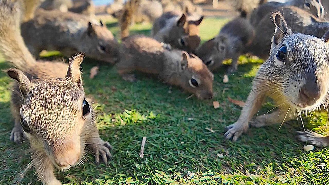 Video: Junk food causing massive population of ground squirrels in California park