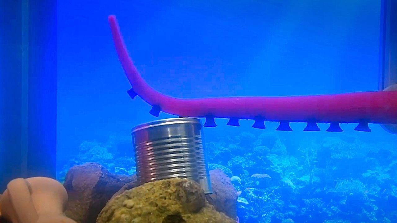 Video: Italienische Forscher bauen Roboterarm nach Tintenfisch-Vorbild