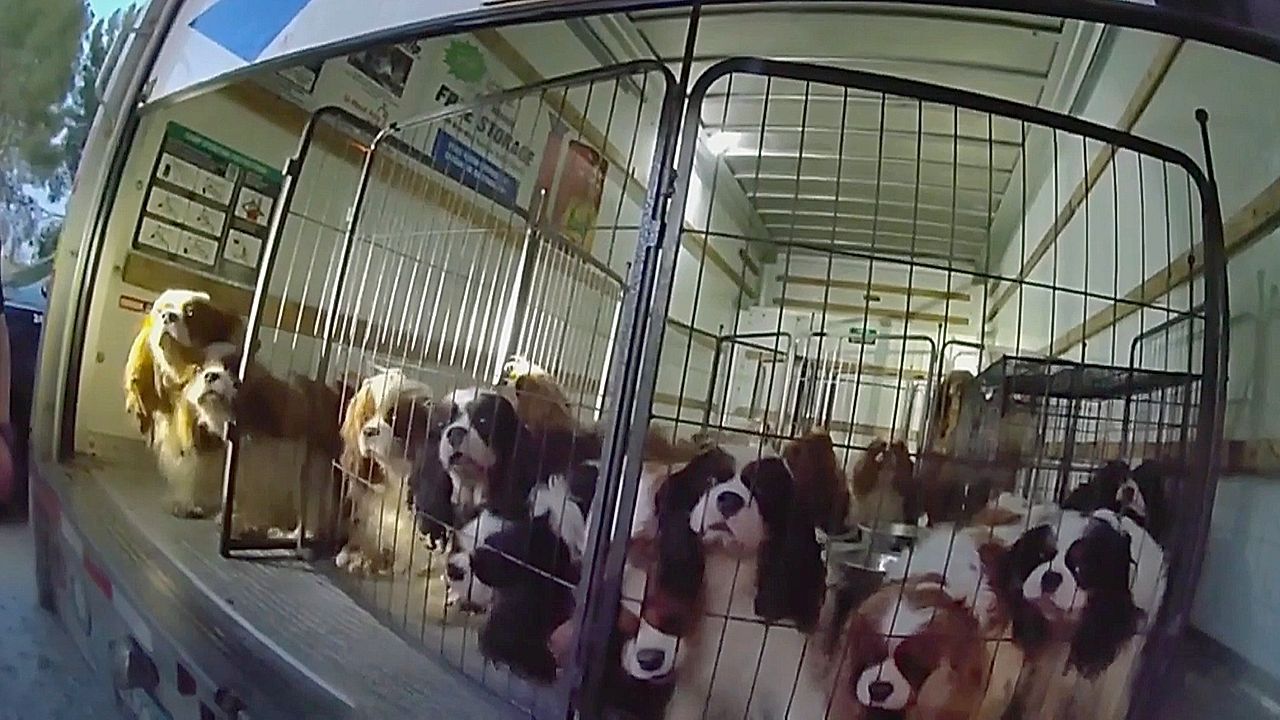 Video: Animal cruelty investigation sparked after police find dozens of dogs in woman's truck and SUV