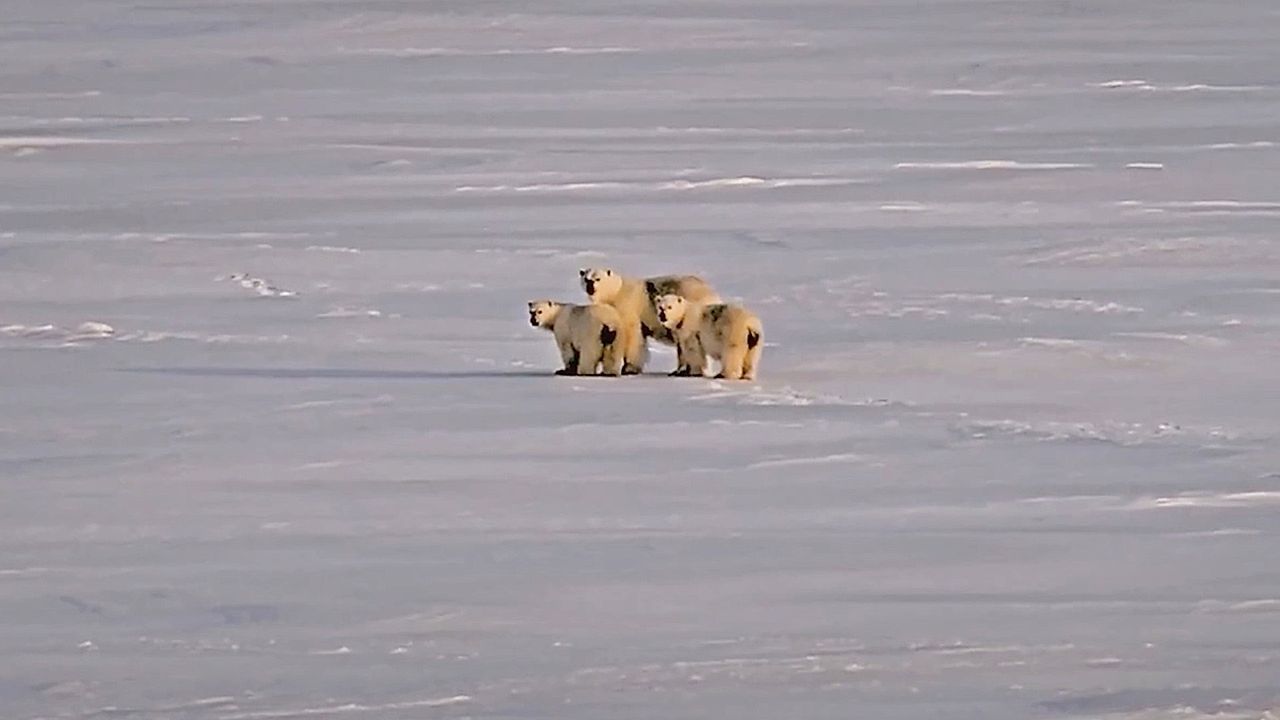 Video: KI als Frühwarner: Radarsystem schützt Wetterstation in Kanada vor Eisbären