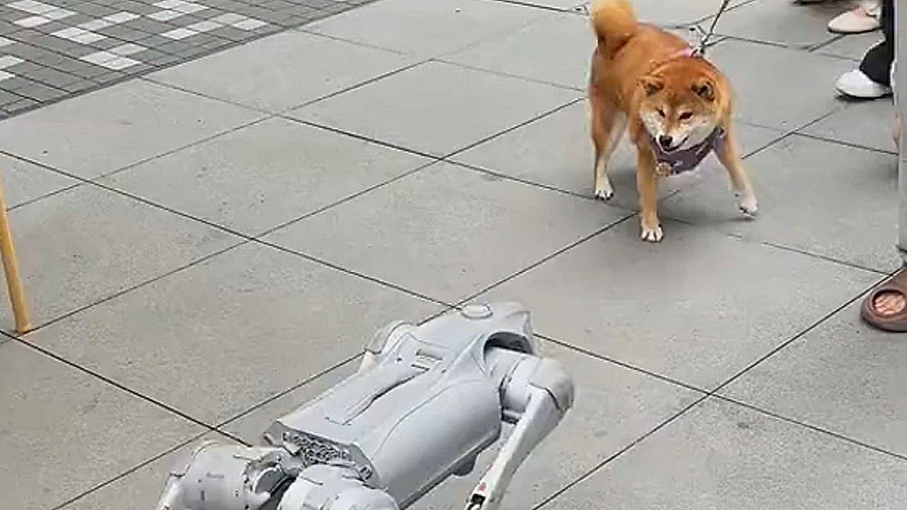Video: Instinkt trifft Technik: Shiba Inu bellt Roboterhund in China wütend an