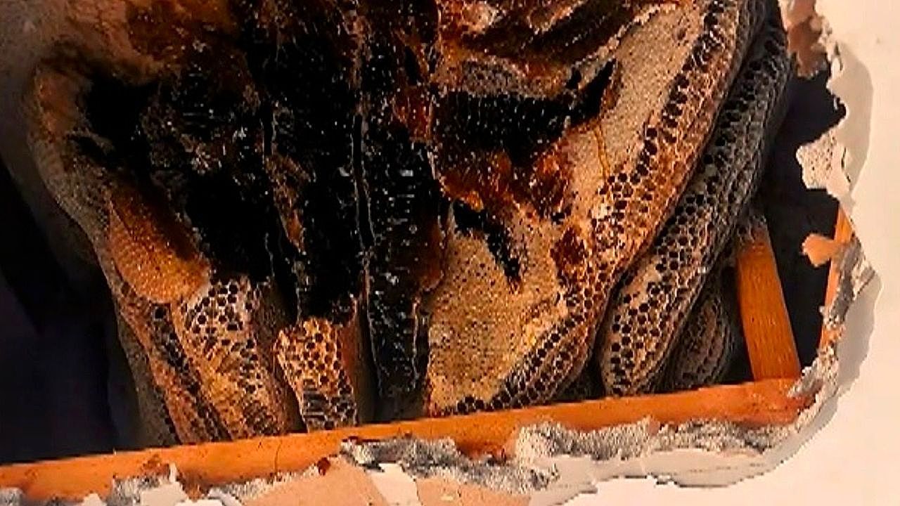 Video: Süßes Geheimnis: Riesiges Bienennest in Wohnungsdecke entdeckt