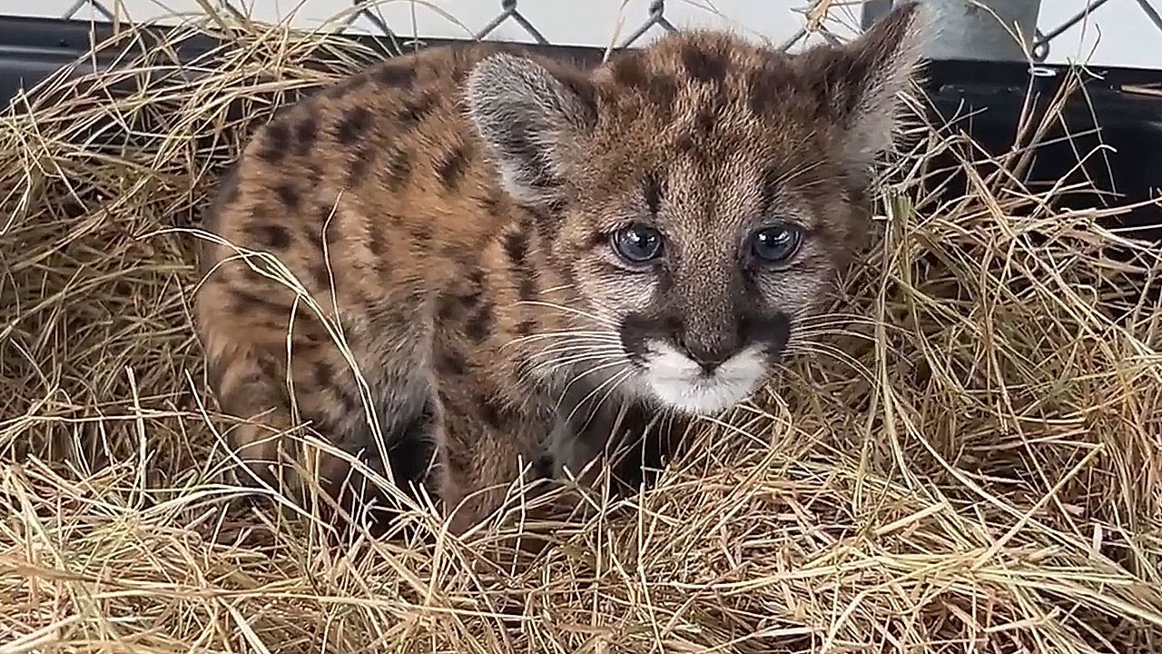 Video: Mutterlos im Bau: Wildtierpfleger retten verlassenen Puma-Baby in Florida