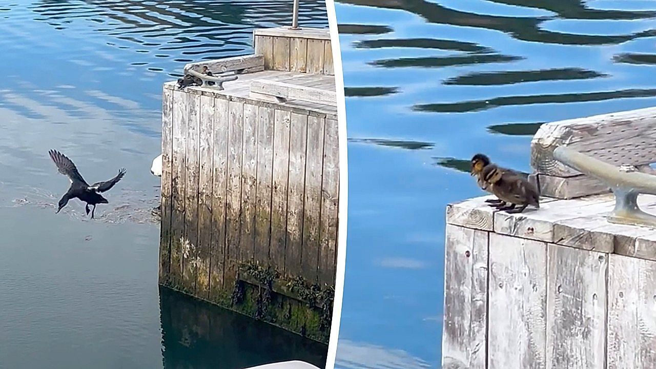 Video: Mutig wie Mama: Sieben Entenküken springen nacheinander von Steg ins Wasser