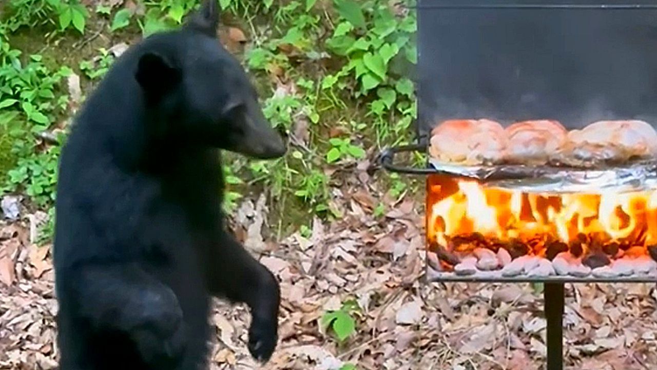 Video: Tierischer Grillmeister: Bärenjunges unterbricht Familien-Barbecue in Tennessee