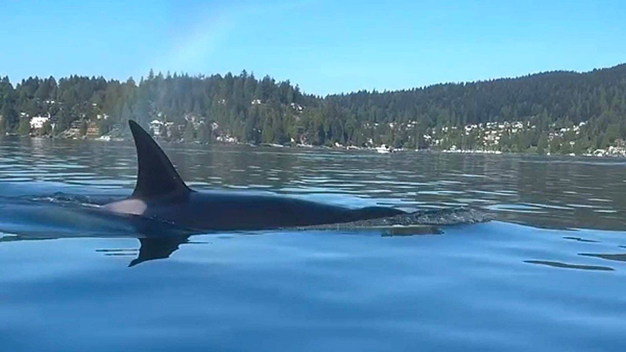 Kayaker-s-first-ever-orca-encounter-ends-with-whale-blowing-a-rainbow-from-its-blowhole