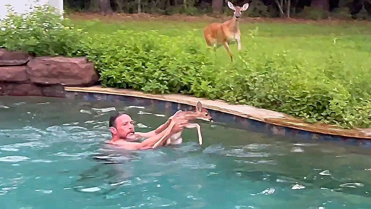 Video: Texas homeowner rescues stranded fawn from backyard swimming pool