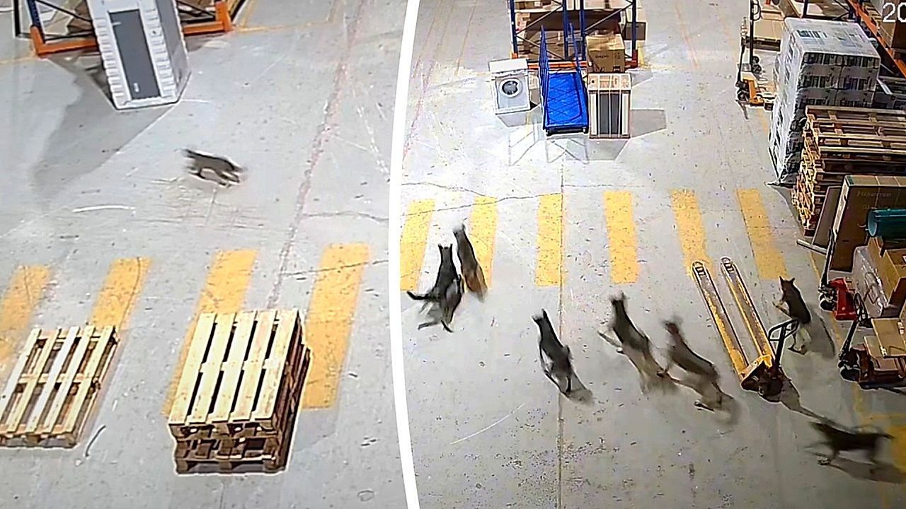 Aufruhr-im-Lager-Katze-bringt-Hunde-und-Arbeiter-zum-Rennen