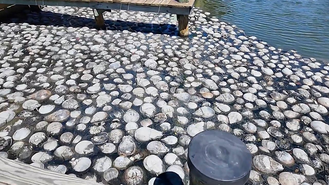Video: Gestank am Ferienort: Hunderte tote Pfeilschwanzkrebse sorgen in Ocean City für Ärger
