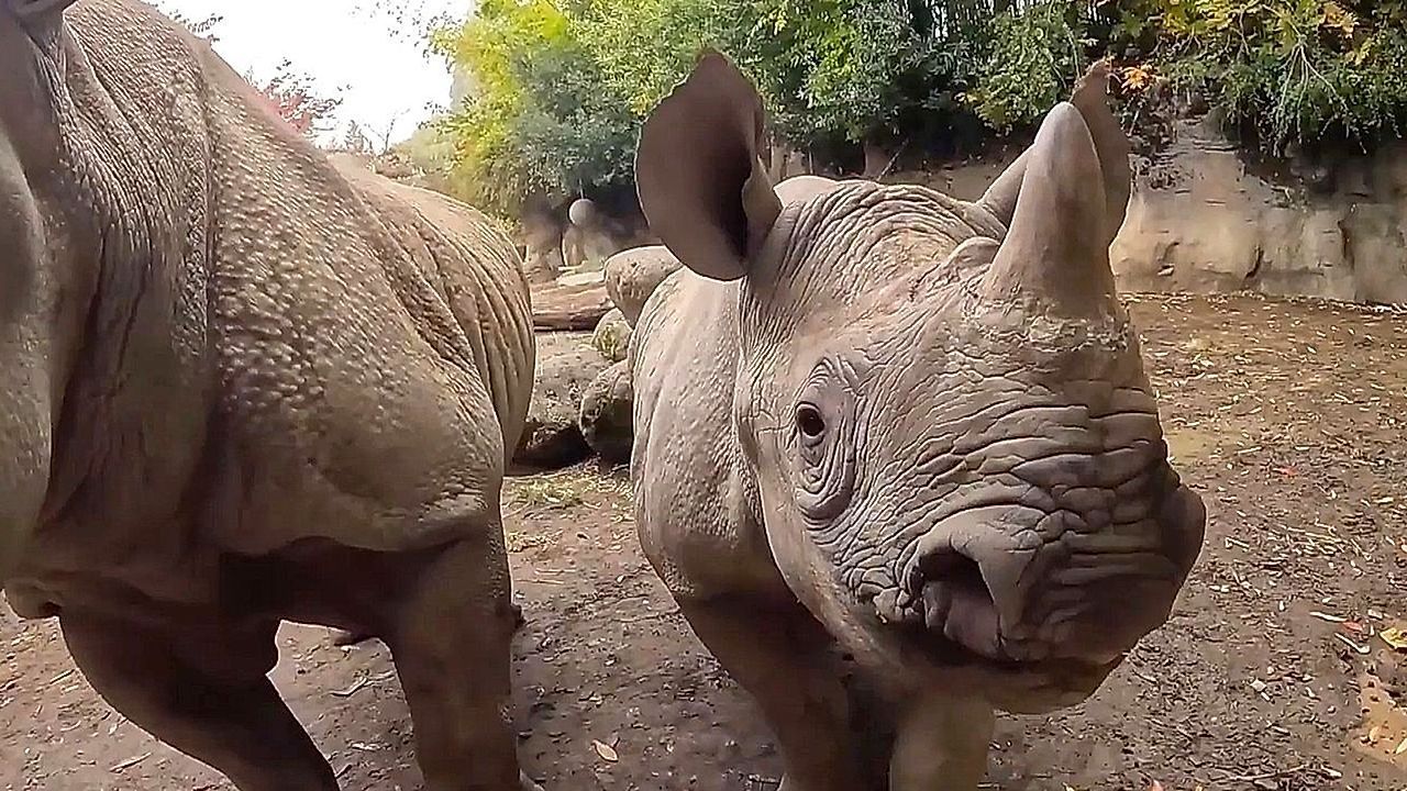 Video: Little rhino Tamu weighs a ton at just two years old