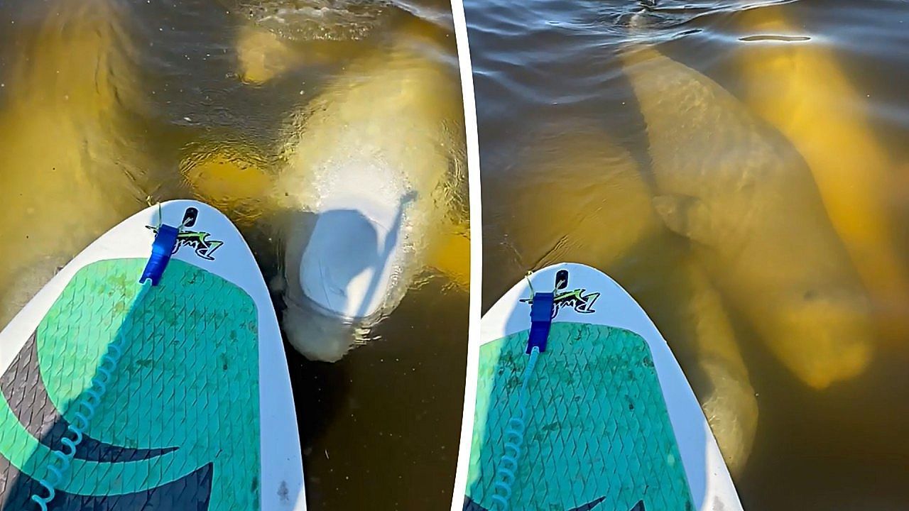 Video: Neugierige Besucher: Belugawale erkunden Paddleboard in Kanada