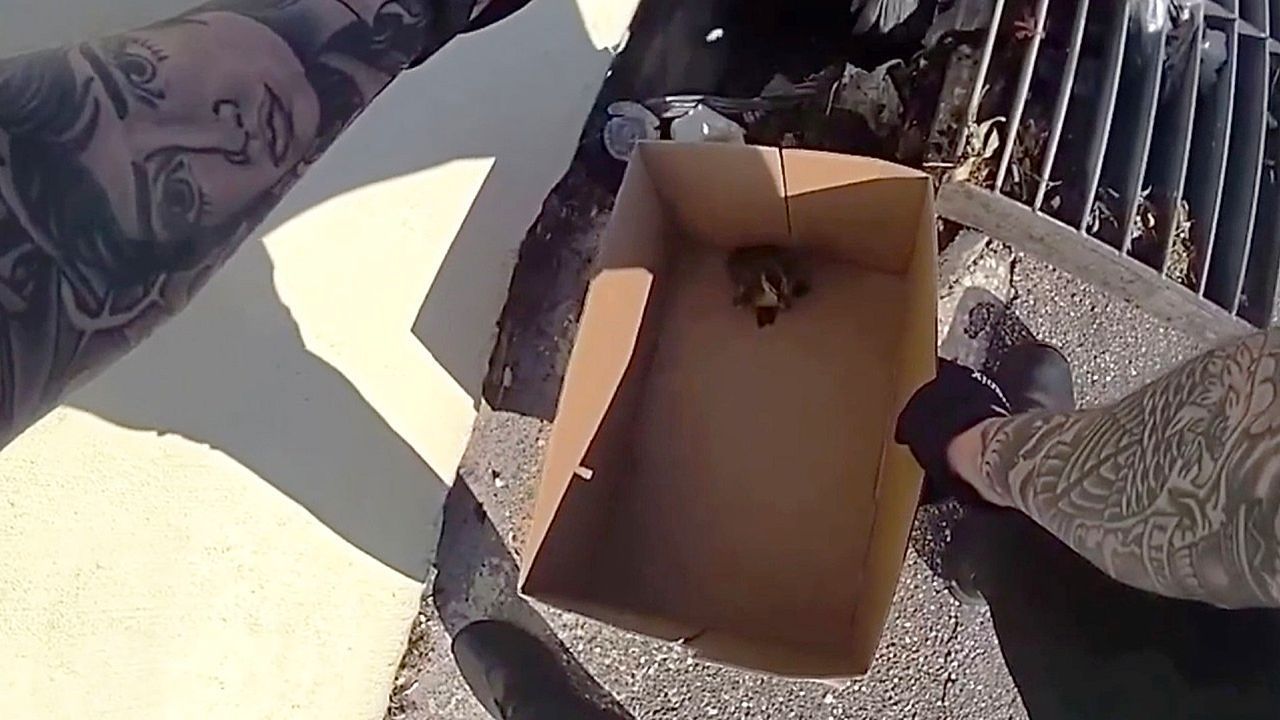 Video: Aus Schacht befreit: Beamte retten zwei Entenküken auf Highway in Florida