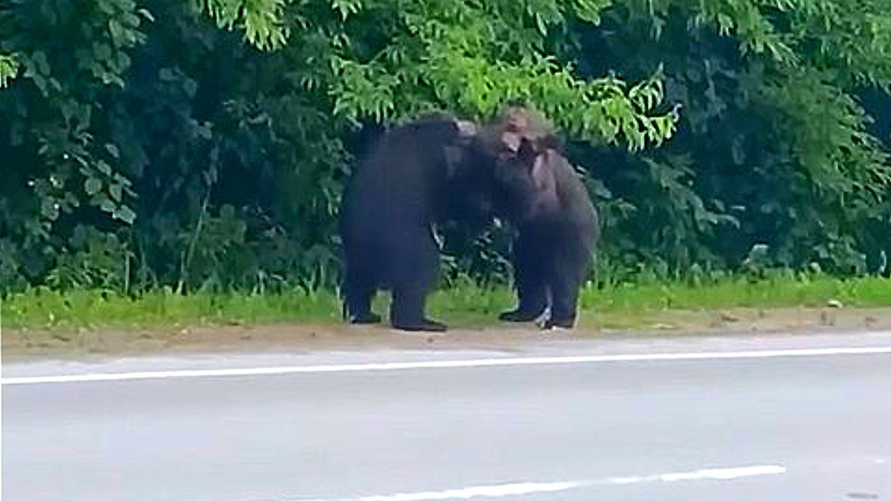 Video: Autofahrer um Essen angebettelt: Junge Braunbären wieder in die Wildnis gebracht
