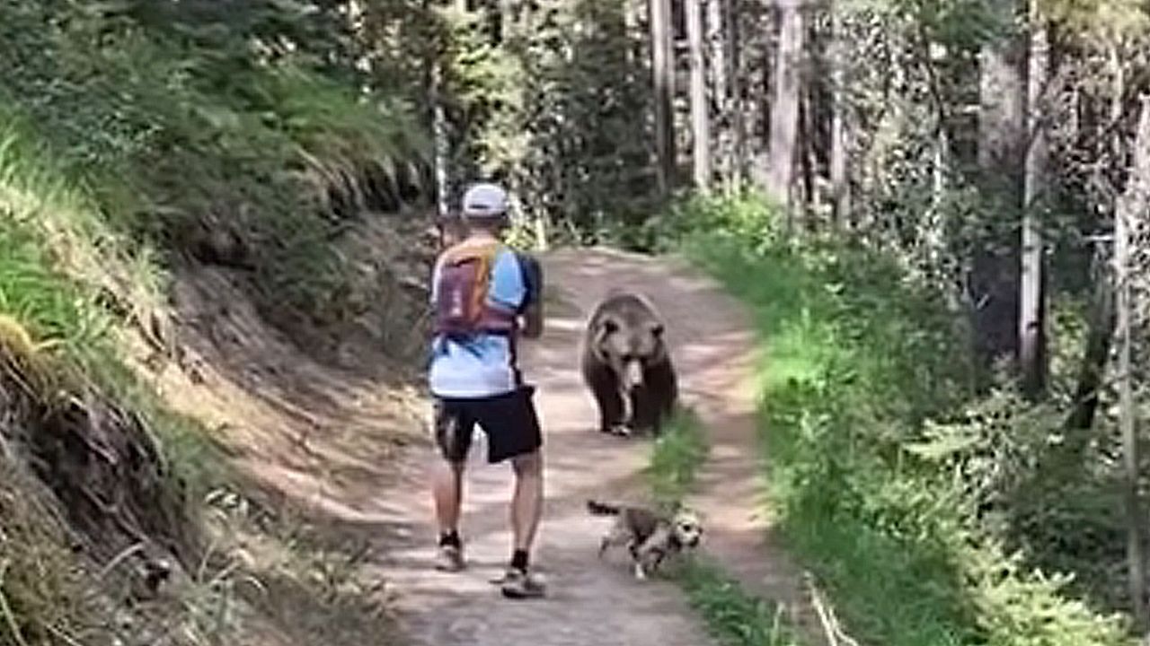 Video: Angst im Wald: Schwarzbär verfolgt Wanderpaar in Kanada