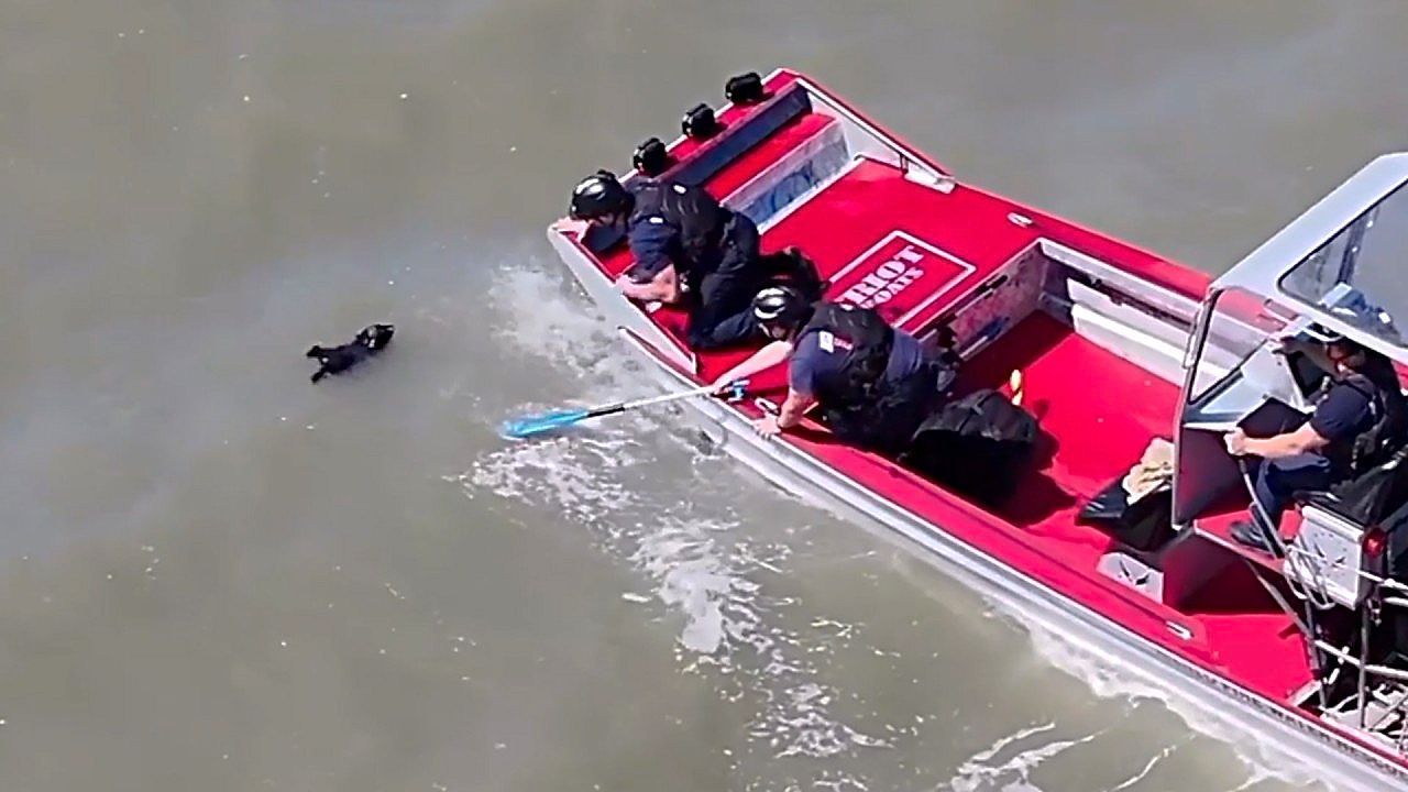 Video: Vierbeiner nach Feuerwerk vermisst: Feuerwehr rettet Hündin aus Bucht von San Francisco