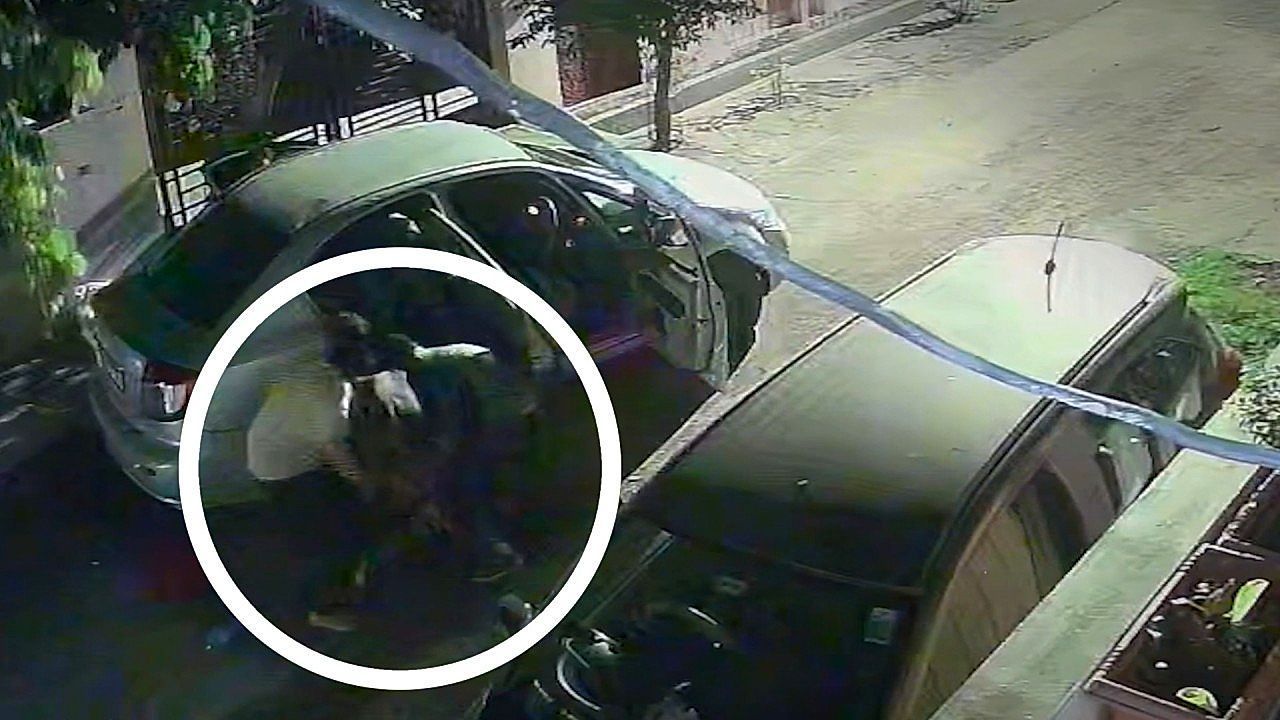 Video: Men caught on CCTV bundling stray cow into back of car and driving away in India