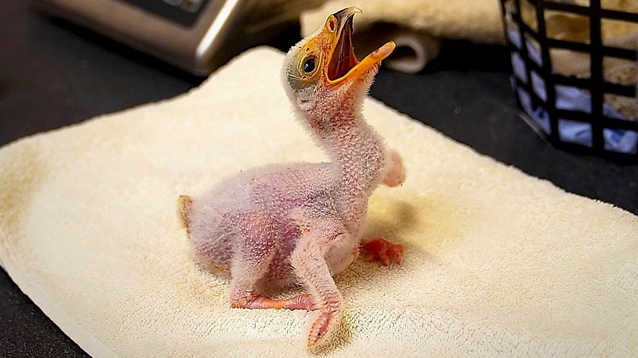 Video: Süßer Erfolg: Fünf seltene Sekretär-Küken schlüpfen im Chester Zoo