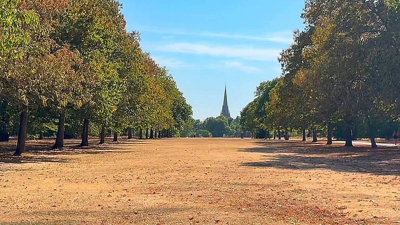 Video: Gelb statt Grün im Hyde Park: Dürre lässt Londons Parks vertrocknen
