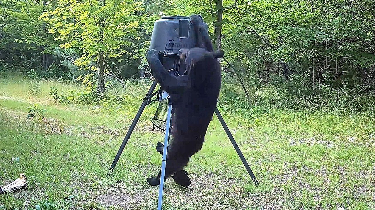 Video: Harte Nuss: Bär in Michigan scheitert an Futterspender