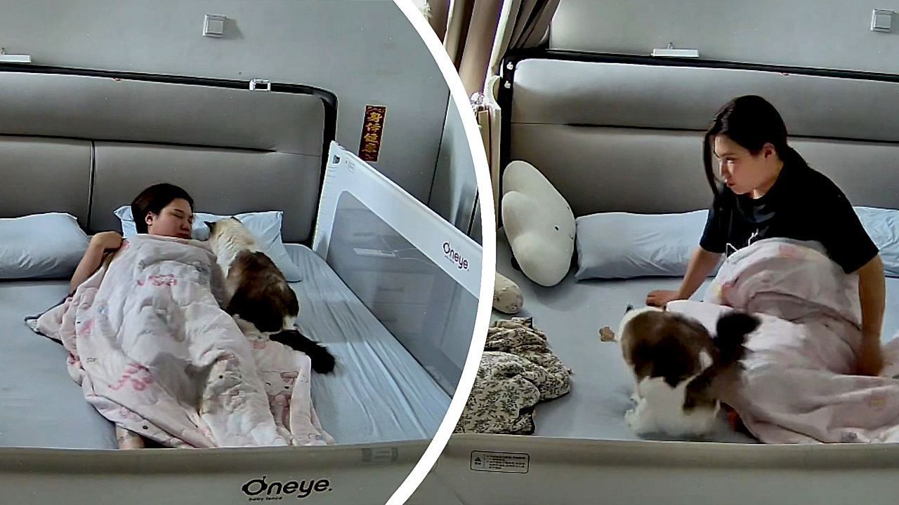 Video: Tierische Heldin: Baby schläft unter Decke – Katze weckt Mutter auf