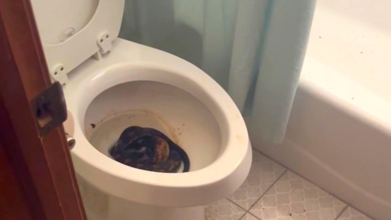 Video: Albtraum im Bad: Mann entdeckt riesige Schlange in der Toilette