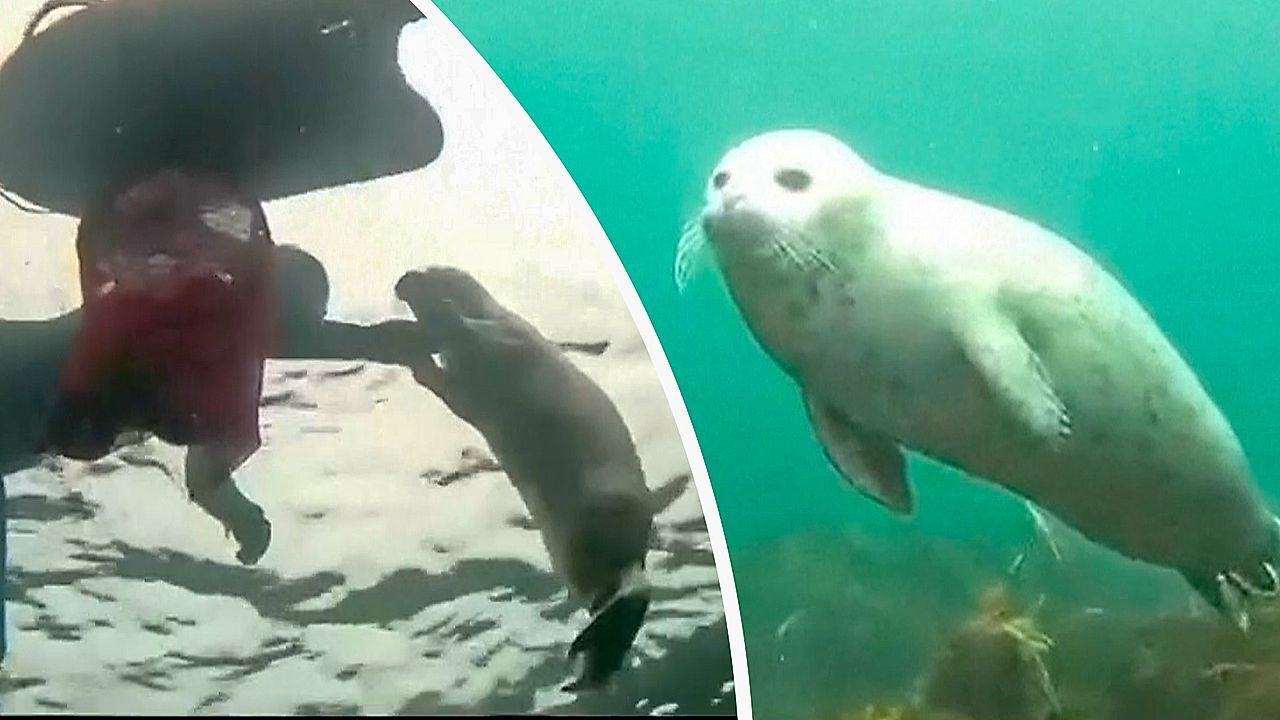 Video: Einmalige Begegnung unter Wasser: Junge Robbe spielt mit Tauchern