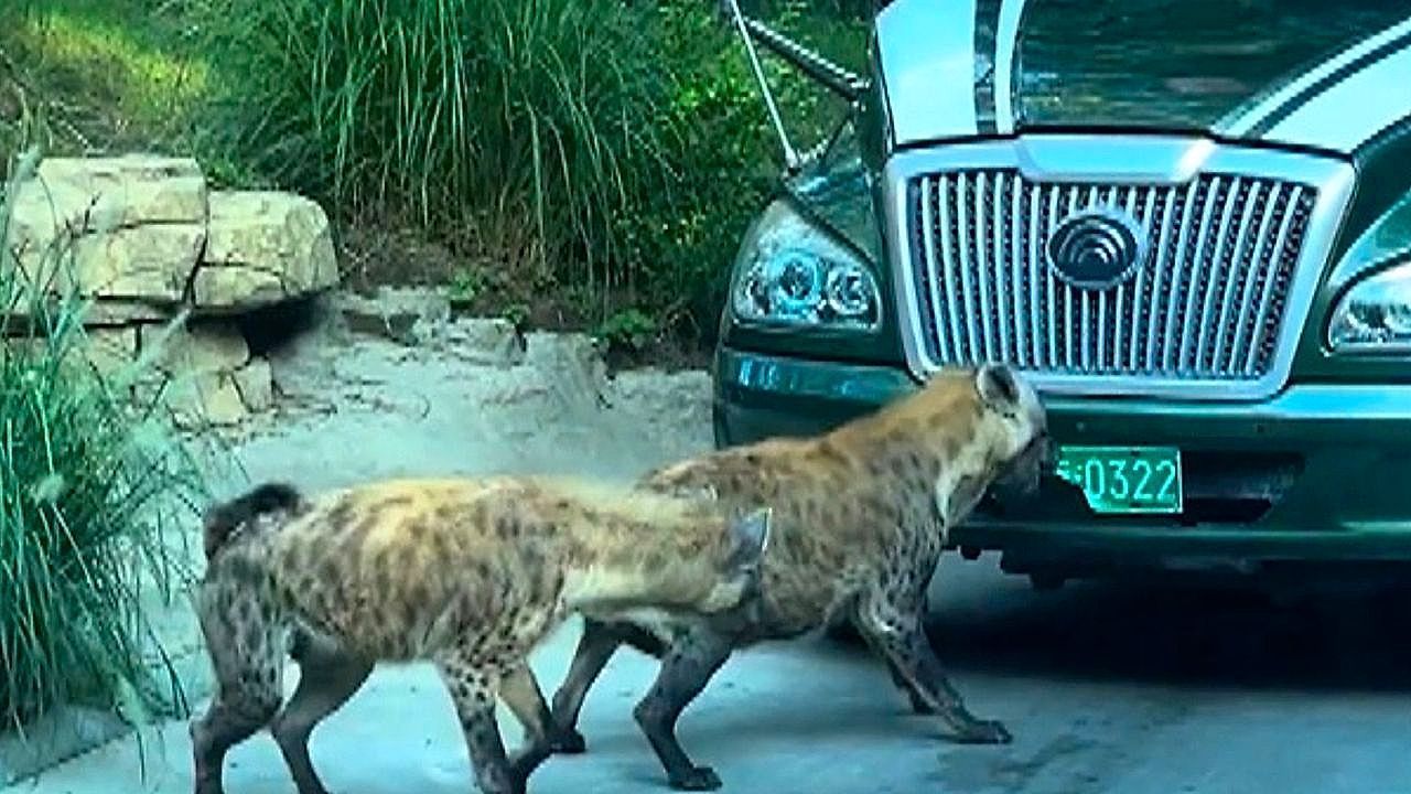 Video: Two hyenas attack bus and rip off number plate with their teeth